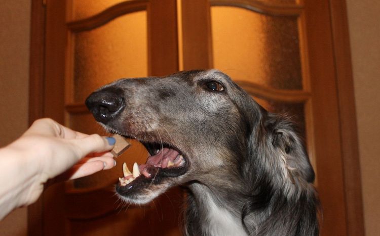 Un chien mange une barre chocolatée