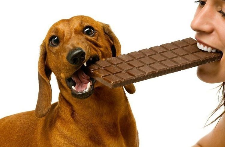 Chien et chocolat