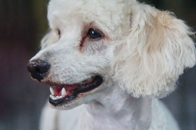 Des traînées jaunes dues aux larmes d'un chien