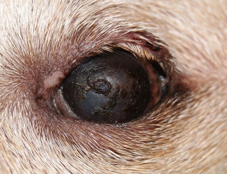 Syndrome de sécheresse oculaire chez le chien