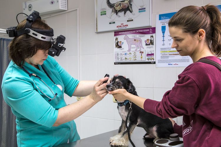 Un chien à un rendez-vous chez l'ophtalmologiste