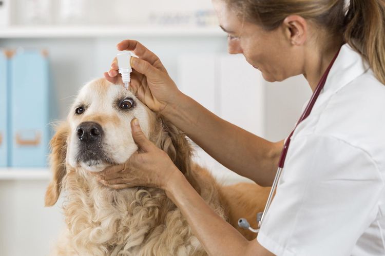 Syndrome de sécheresse oculaire chez le chien