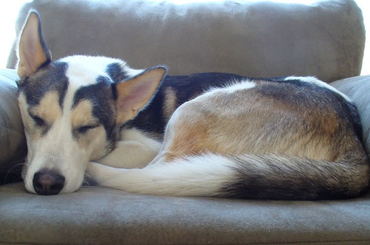 Combien d'heures dorment les chiens par jour ?