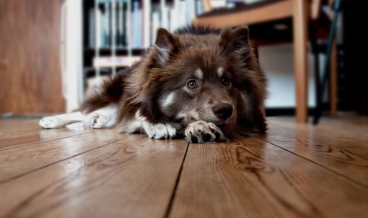 Le chien traîne sa patte arrière