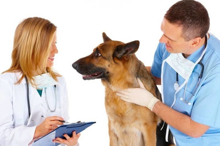 Un chien examiné par un vétérinaire