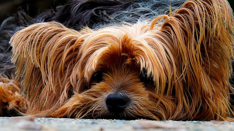 Le chien est timide après sa coupe de cheveux