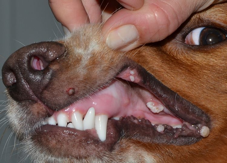 Papillomatose virale chez le chien : symptômes et traitement 3 Papillomatose buccale chez le chien