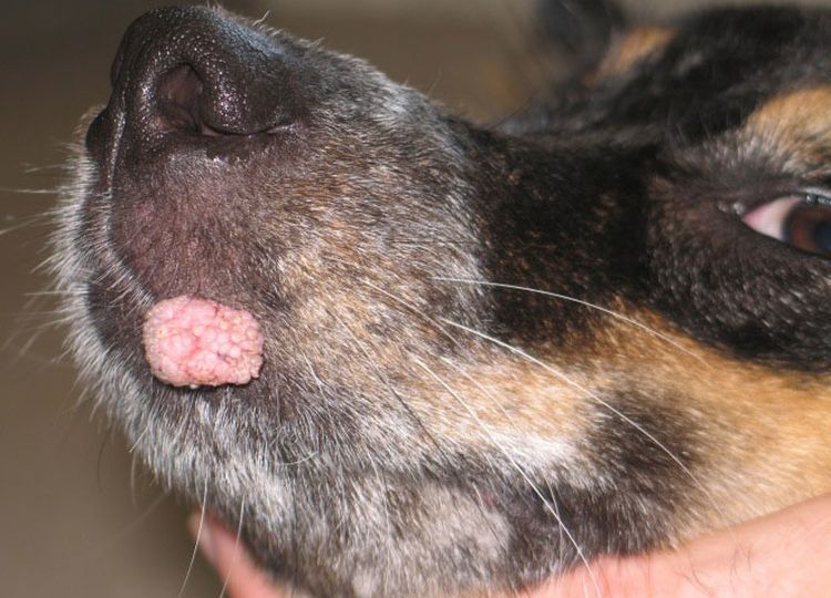 Papillomatose virale chez le chien : symptômes et traitement 5 Papillomatose pigmentée chez le chien