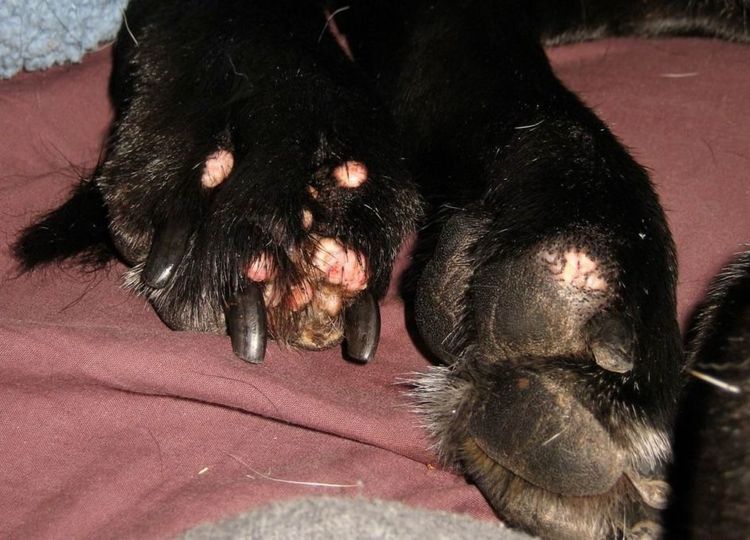 Papillomatose virale chez le chien : symptômes et traitement 6 papillomatose des coussinets plantaires