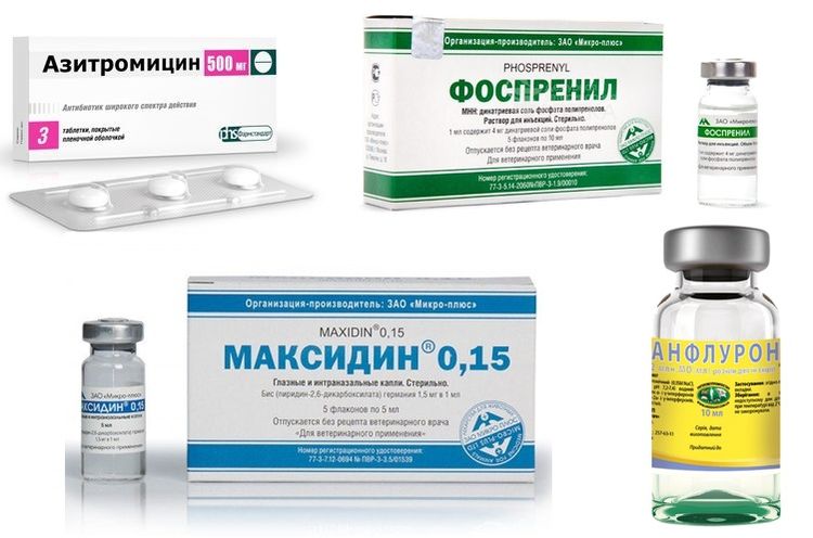 Médicaments pour le traitement de la papillomatose chez le chien