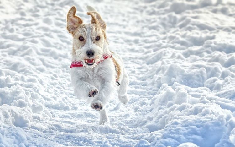 Un chien en promenade hivernale