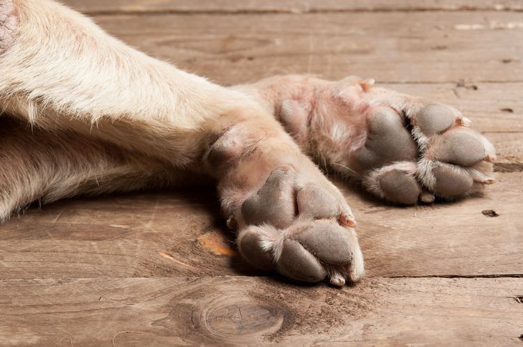 Cire pour protéger les pattes des chiens