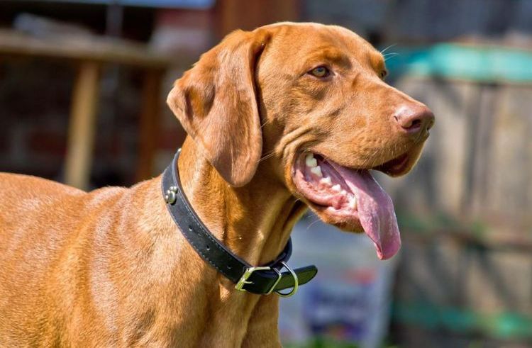 Inflammation des glandes salivaires chez un chien