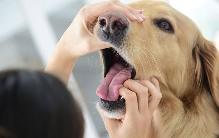 La gueule du chien est examinée