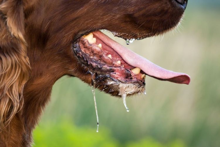 Inflammation des glandes salivaires chez un chien