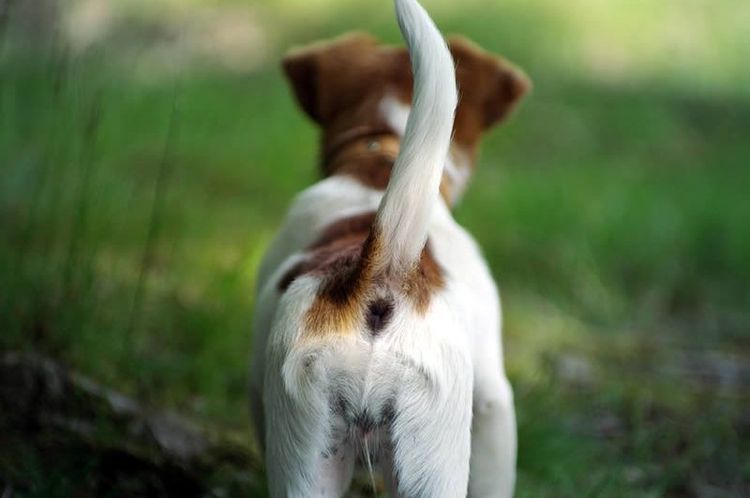 Inflammation des glandes chez un chien