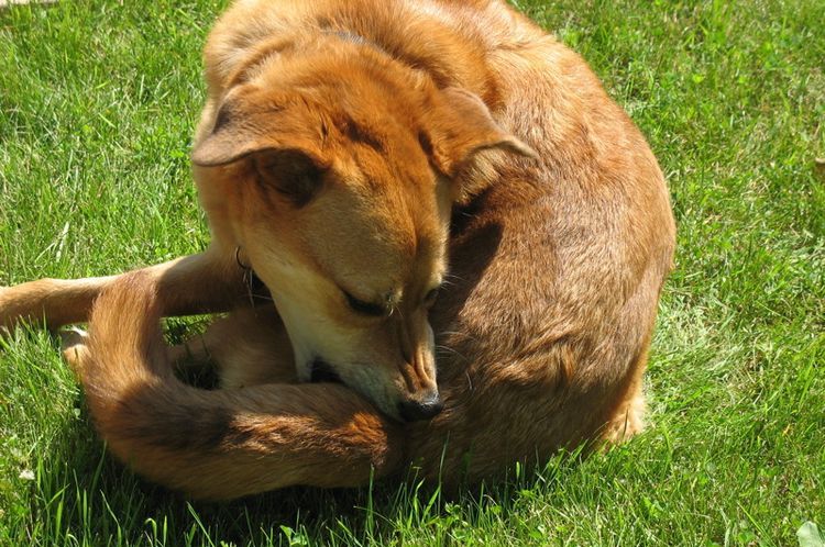 Le chien se mord la queue