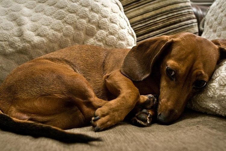 Inflammation des glandes chez un chien
