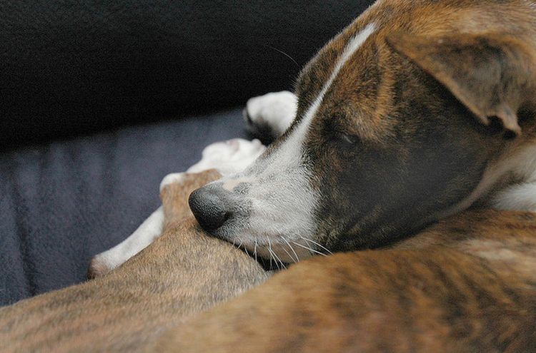 Le chien s'est déboîté la patte.