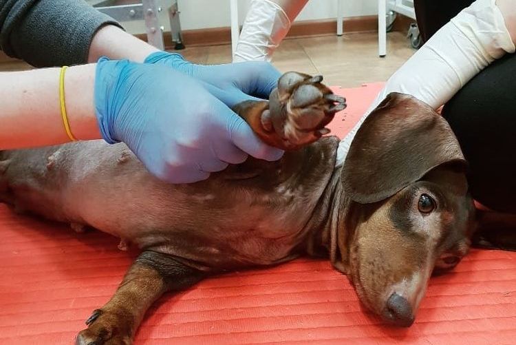 Luxation de la patte chez un chien