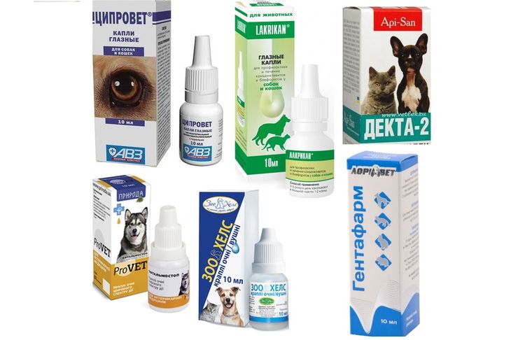 Médicaments ophtalmiques pour chiens