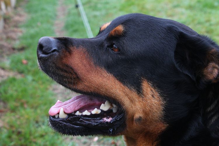 Rottweiler