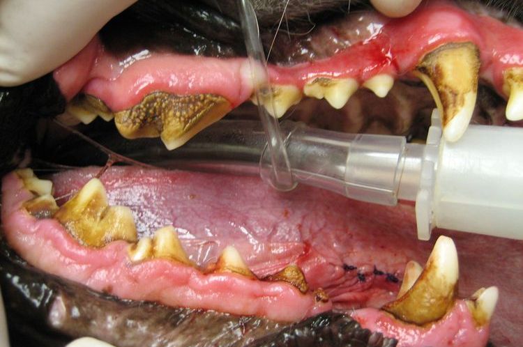 Tartre chez les chiens