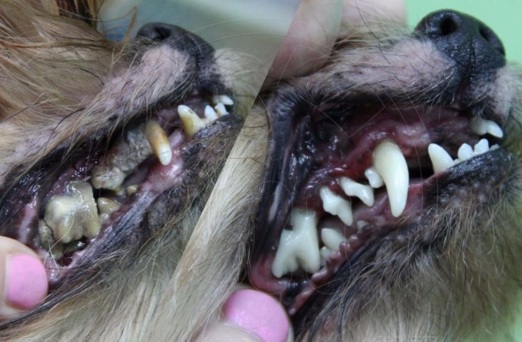 Enlever le tartre des dents d'un chien