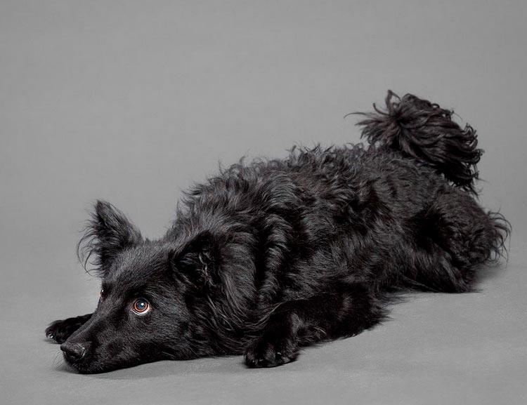 race de berger croate