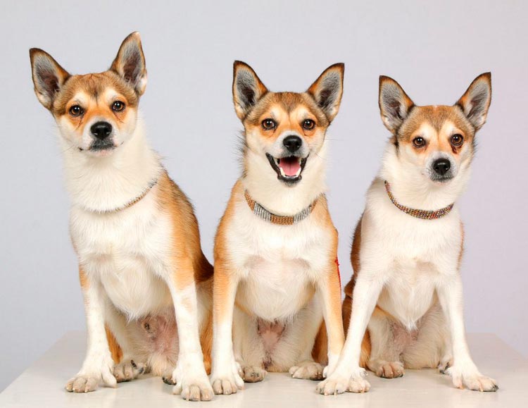 Trois Lundehunds norvégiens