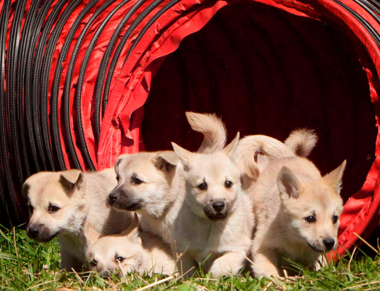 Chiots de Buhund norvégien