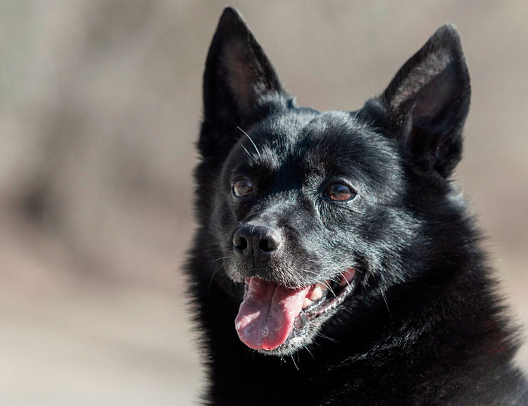 Buhund norvégien noir