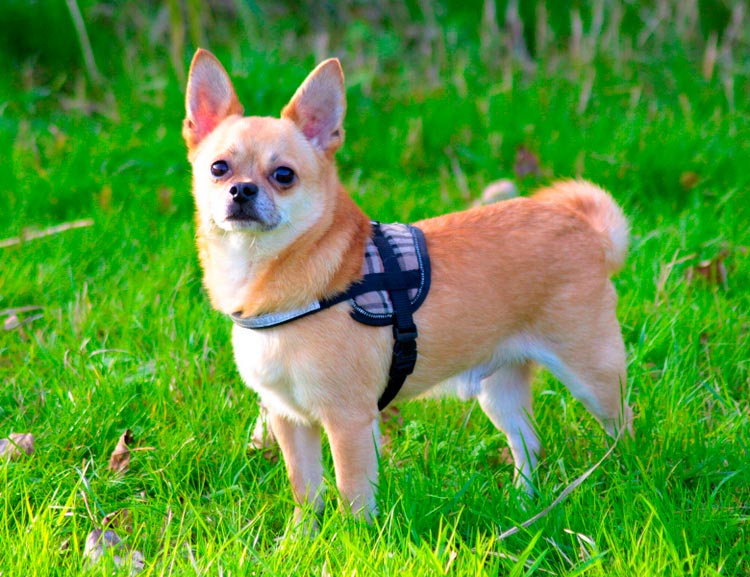 À quoi ressemble un pomchi ?