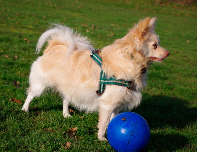 Emmène-moi faire une promenade