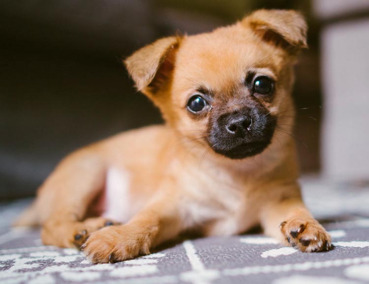 Chiot Pomchi