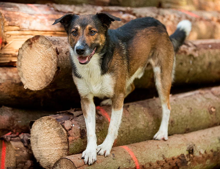 Pinscher autrichien sur bois