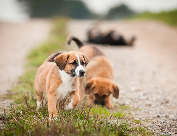Chiot Pinscher autrichien
