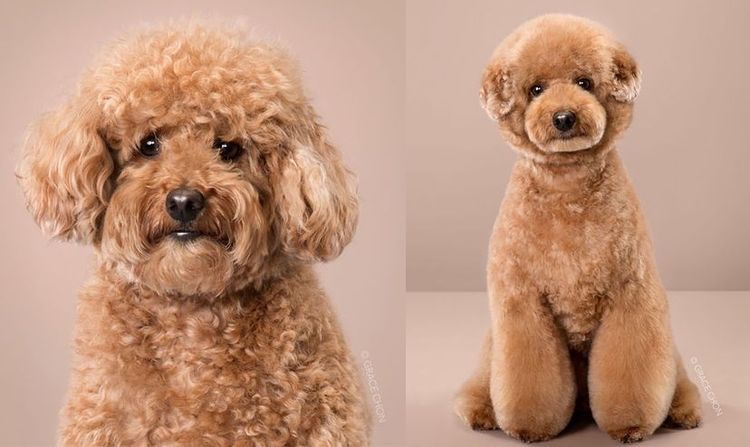 Coupes de cheveux pour chiens de style asiatique - 10 style de toilettage canin asiatique