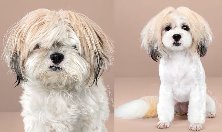 Coupes de cheveux pour chiens de style asiatique - 11 style de toilettage canin asiatique