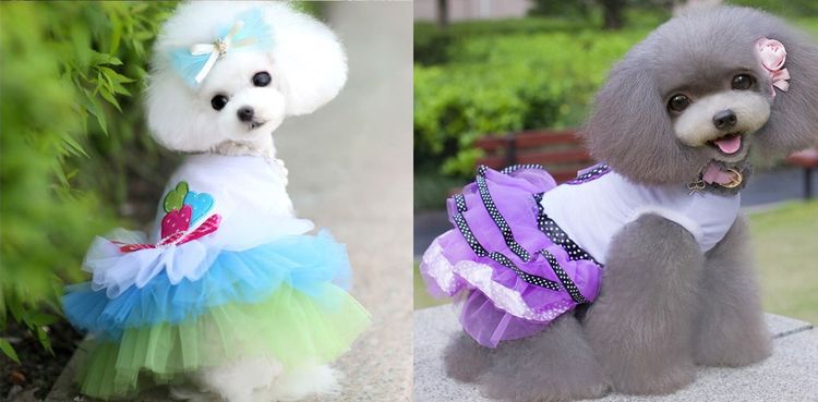 Caniches à coupe asiatique