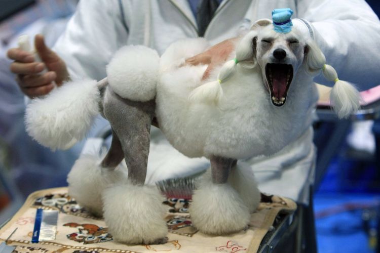 Toilettage pour chiens asiatiques