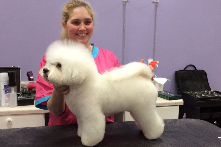 coupe de cheveux Bichon