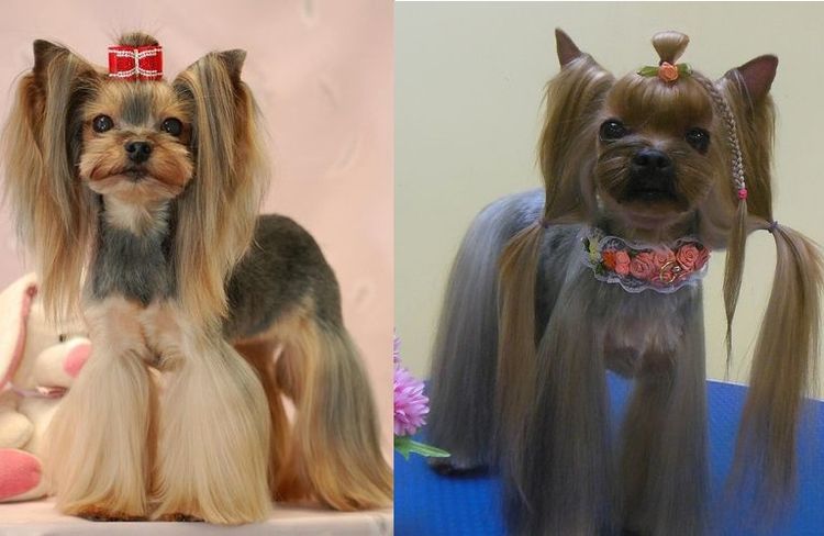 Coupes de cheveux pour Yorkshires asiatiques