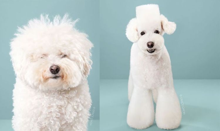 Coupes de cheveux pour chiens de style asiatique - 7 style de toilettage canin asiatique