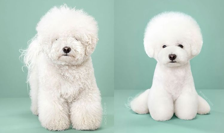 Coupes de cheveux pour chiens de style asiatique - 8 style de toilettage canin asiatique