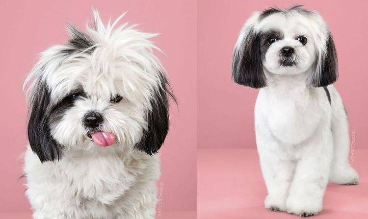 Coupes de cheveux pour chiens de style asiatique - 9 style de toilettage canin asiatique