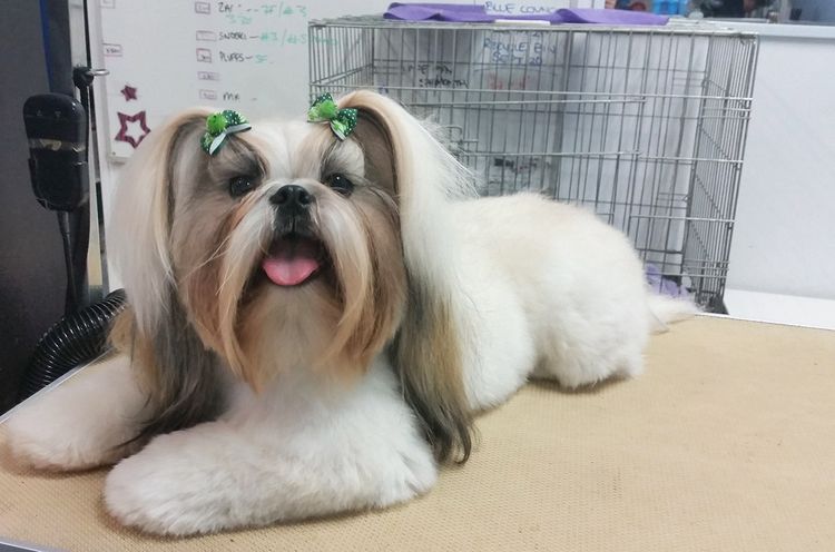 style de toilettage canin asiatique