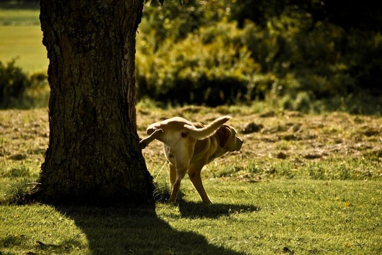 Un chien urine sous un arbre