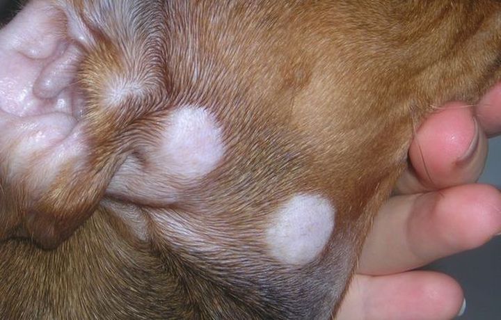 Microsporie chez un chien