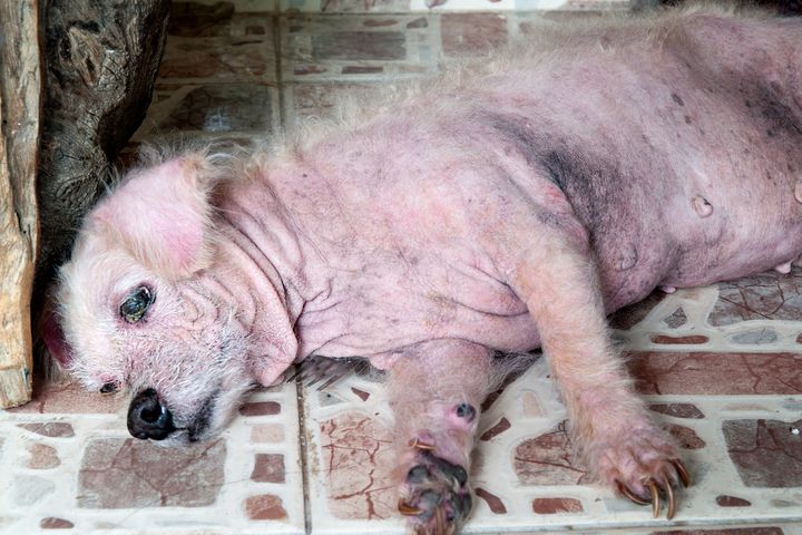 La gale chez un chien